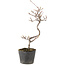 Cotoneaster microphyllus, 27 cm, ± 5 years old