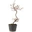 Cotoneaster microphyllus, 27 cm, ± 5 years old