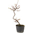 Cotoneaster microphyllus, 27 cm, ± 5 jaar oud