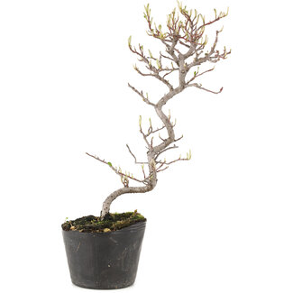 Cotoneaster microphyllus, 26 cm, ± 5 anni