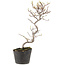 Cotoneaster microphyllus, 26 cm, ± 5 anni