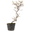 Cotoneaster microphyllus, 26 cm, ± 5 years old