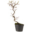 Cotoneaster microphyllus, 26 cm, ± 5 jaar oud