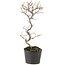 Cotoneaster microphyllus, 26 cm, ± 5 jaar oud