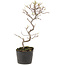 Cotoneaster microphyllus, 26 cm, ± 5 anni