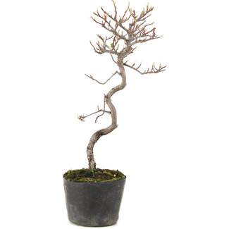 Cotoneaster microphyllus, 27 cm, ± 5 jaar oud