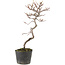 Cotoneaster microphyllus, 27 cm, ± 5 years old