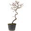 Cotoneaster microphyllus, 27 cm, ± 5 jaar oud