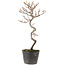 Cotoneaster microphyllus, 27 cm, ± 5 years old