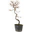 Cotoneaster microphyllus, 27 cm, ± 5 years old