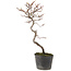 Cotoneaster microphyllus, 27 cm, ± 5 years old