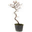 Cotoneaster microphyllus, 27 cm, ± 5 jaar oud