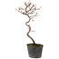 Cotoneaster microphyllus, 27 cm, ± 5 years old