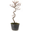 Cotoneaster microphyllus, 27 cm, ± 5 jaar oud