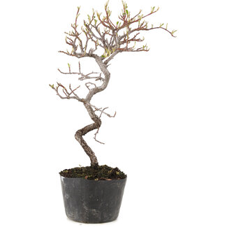 Cotoneaster microphyllus, 25 cm, ± 5 years old