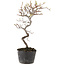 Cotoneaster microphyllus, 25 cm, ± 5 years old