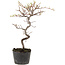 Cotoneaster microphyllus, 25 cm, ± 5 jaar oud