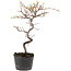 Cotoneaster microphyllus, 25 cm, ± 5 years old