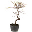 Cotoneaster microphyllus, 25 cm, ± 5 jaar oud