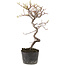 Cotoneaster microphyllus, 25 cm, ± 5 years old