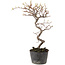 Cotoneaster microphyllus, 25 cm, ± 5 years old