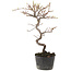 Cotoneaster microphyllus, 25 cm, ± 5 years old