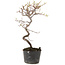 Cotoneaster microphyllus, 25 cm, ± 5 jaar oud