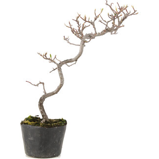 Cotoneaster microphyllus, 29 cm, ± 5 anni