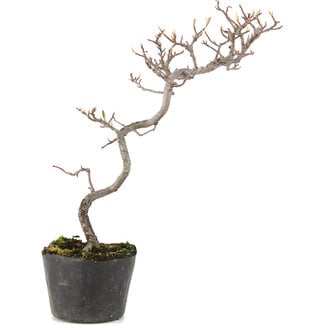 Cuerda negra 100 gr - Bonsai Plaza