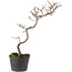 Cotoneaster microphyllus, 29 cm, ± 5 jaar oud