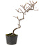 Cotoneaster microphyllus, 29 cm, ± 5 years old