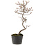 Cotoneaster microphyllus, 29 cm, ± 5 years old