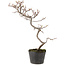 Cotoneaster microphyllus, 29 cm, ± 5 jaar oud