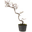 Cotoneaster microphyllus, 29 cm, ± 5 years old