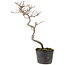 Cotoneaster microphyllus, 29 cm, ± 5 years old