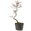 Cotoneaster microphyllus, 29 cm, ± 5 years old