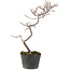 Cotoneaster microphyllus, 29 cm, ± 5 years old