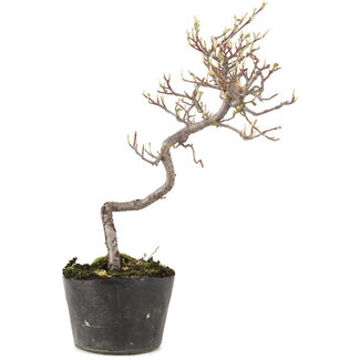 Cotoneaster microphyllus, 26 cm, ± 5 anni