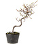 Cotoneaster microphyllus, 26 cm, ± 5 years old