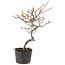 Cotoneaster microphyllus, 26 cm, ± 5 anni