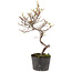 Cotoneaster microphyllus, 26 cm, ± 5 anni