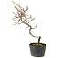 Cotoneaster microphyllus, 26 cm, ± 5 jaar oud