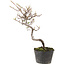 Cotoneaster microphyllus, 26 cm, ± 5 years old