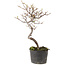 Cotoneaster microphyllus, 26 cm, ± 5 years old