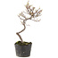 Cotoneaster microphyllus, 26 cm, ± 5 anni