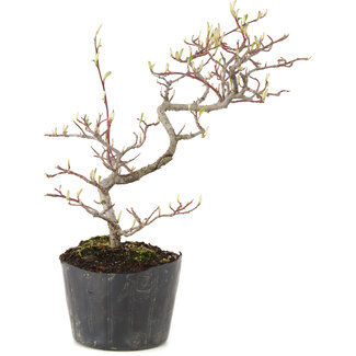 Cotoneaster microphyllus, 22 cm, ± 5 anni