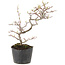 Cotoneaster microphyllus, 22 cm, ± 5 years old