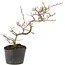 Cotoneaster microphyllus, 22 cm, ± 5 anni