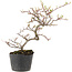 Cotoneaster microphyllus, 22 cm, ± 5 anni