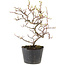 Cotoneaster microphyllus, 22 cm, ± 5 anni